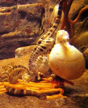 Pregnant seahorse at the New York Aquarium